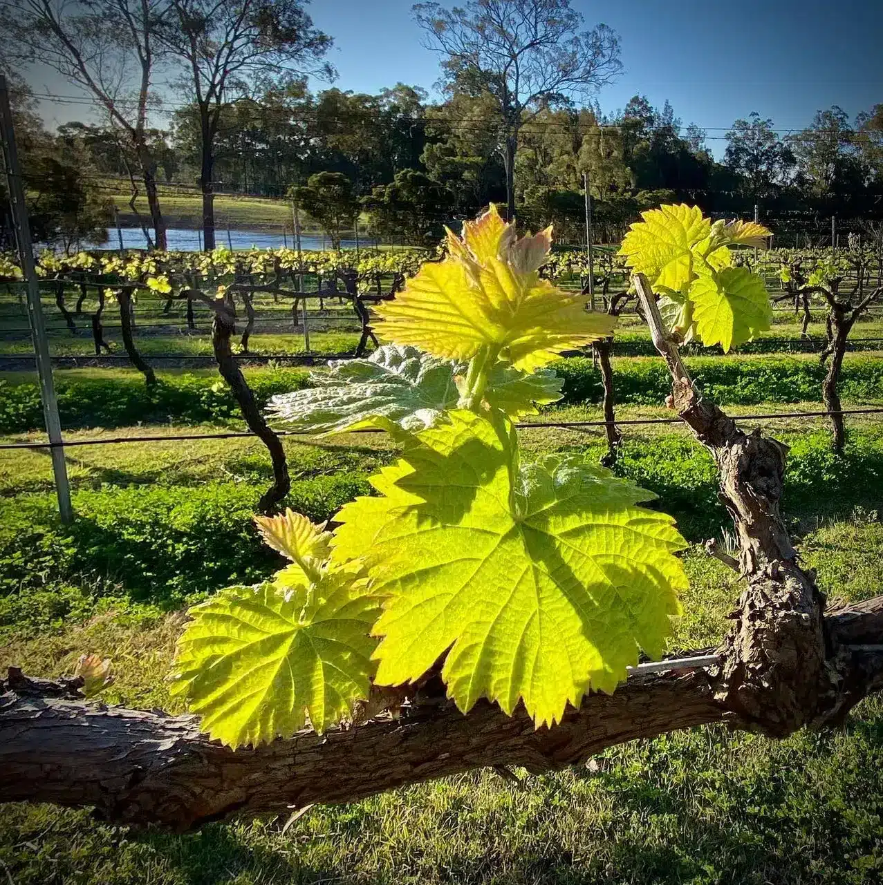 Best Time to Explore Cabernet Across the Hunter