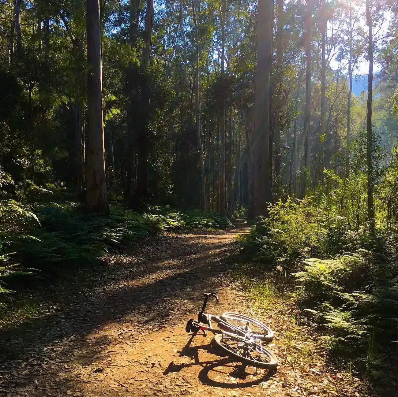 Blue Gum Swamp