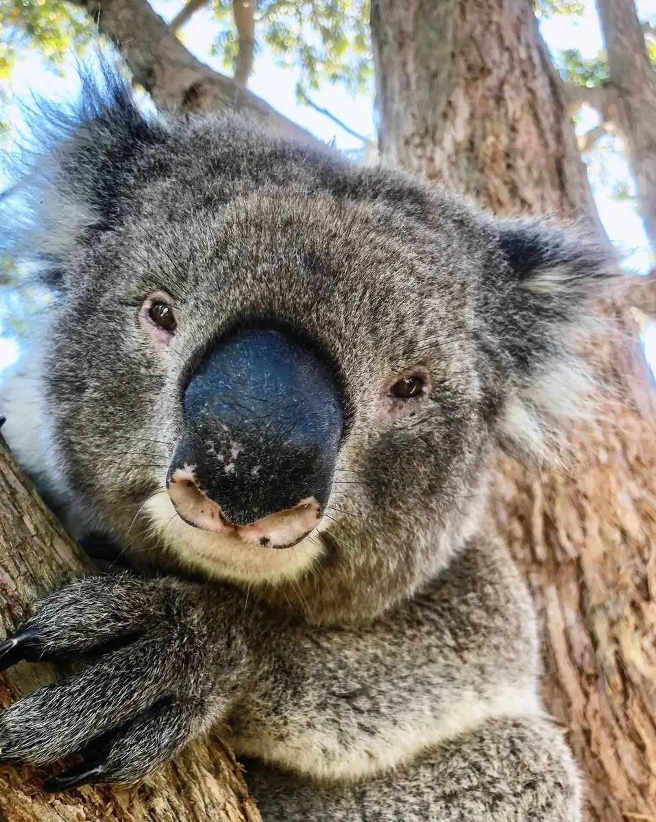 Cape Otway And Wildlife Encounters