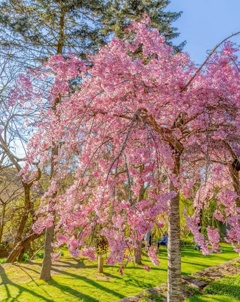 Discover The Gardens