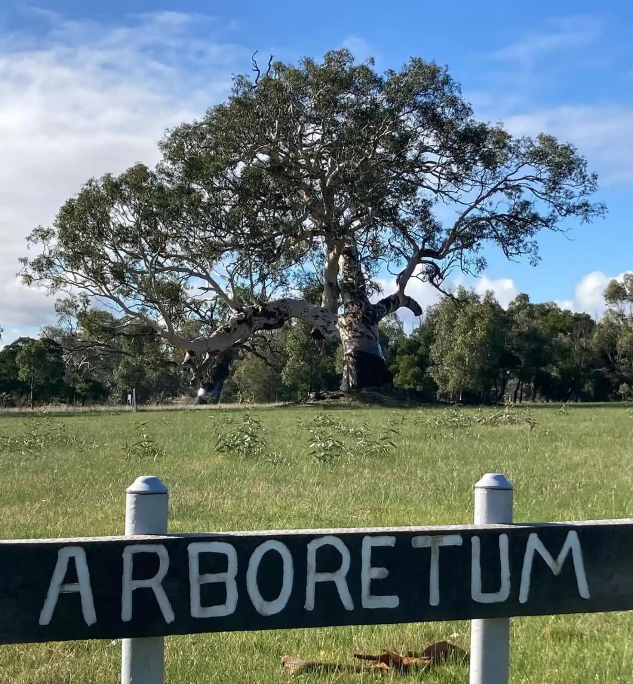 Dunkeld Arboretum in the Grampians