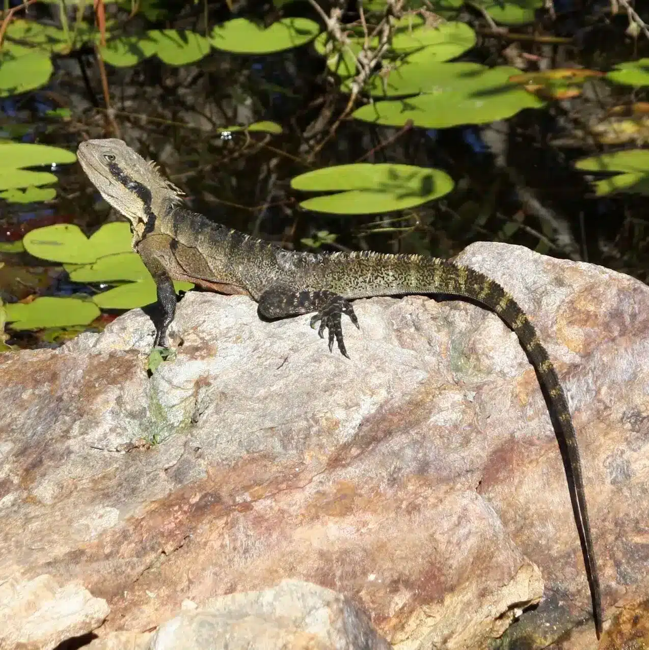 Eastern Water Dragons