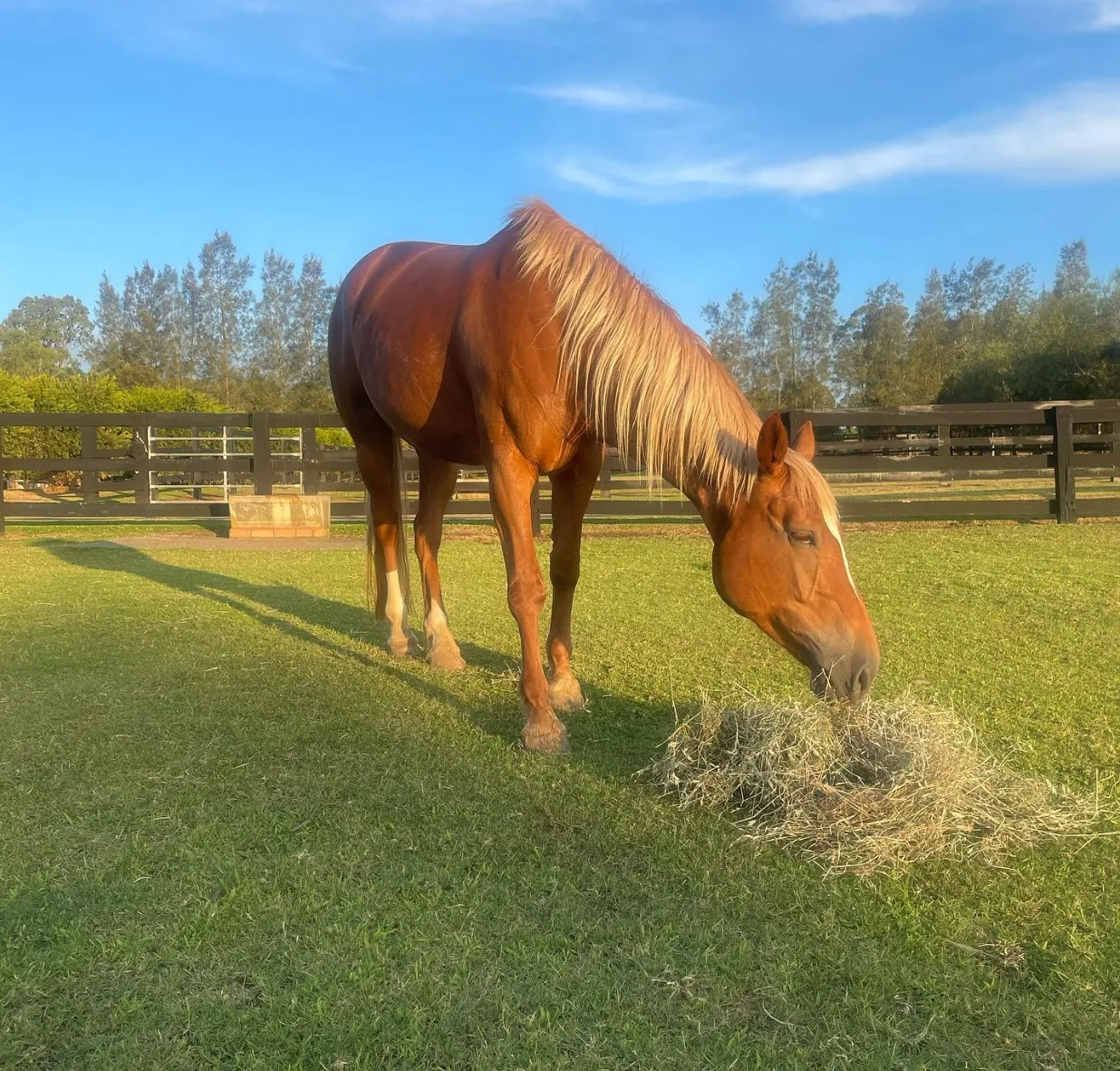Experience Equestrian Adventures in Wine Country