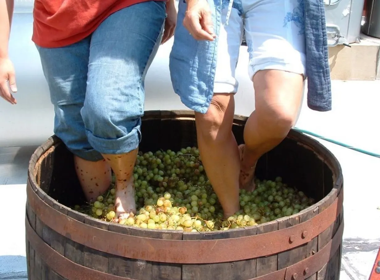 Experience Traditional Grape Stomping