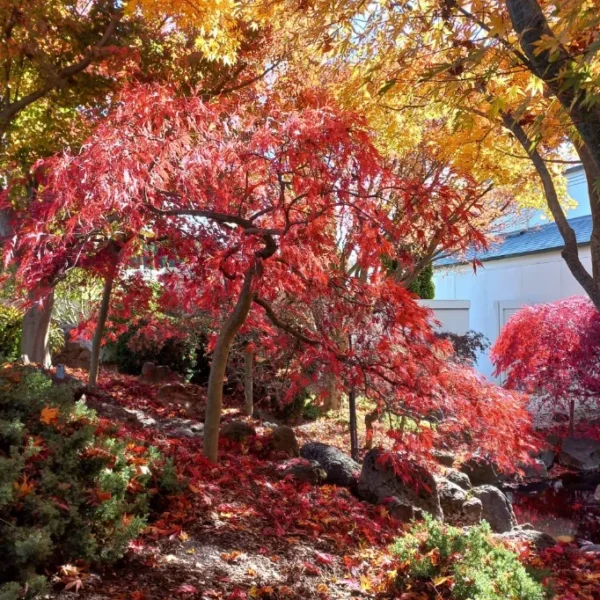 Gardens in the Blue Mountains