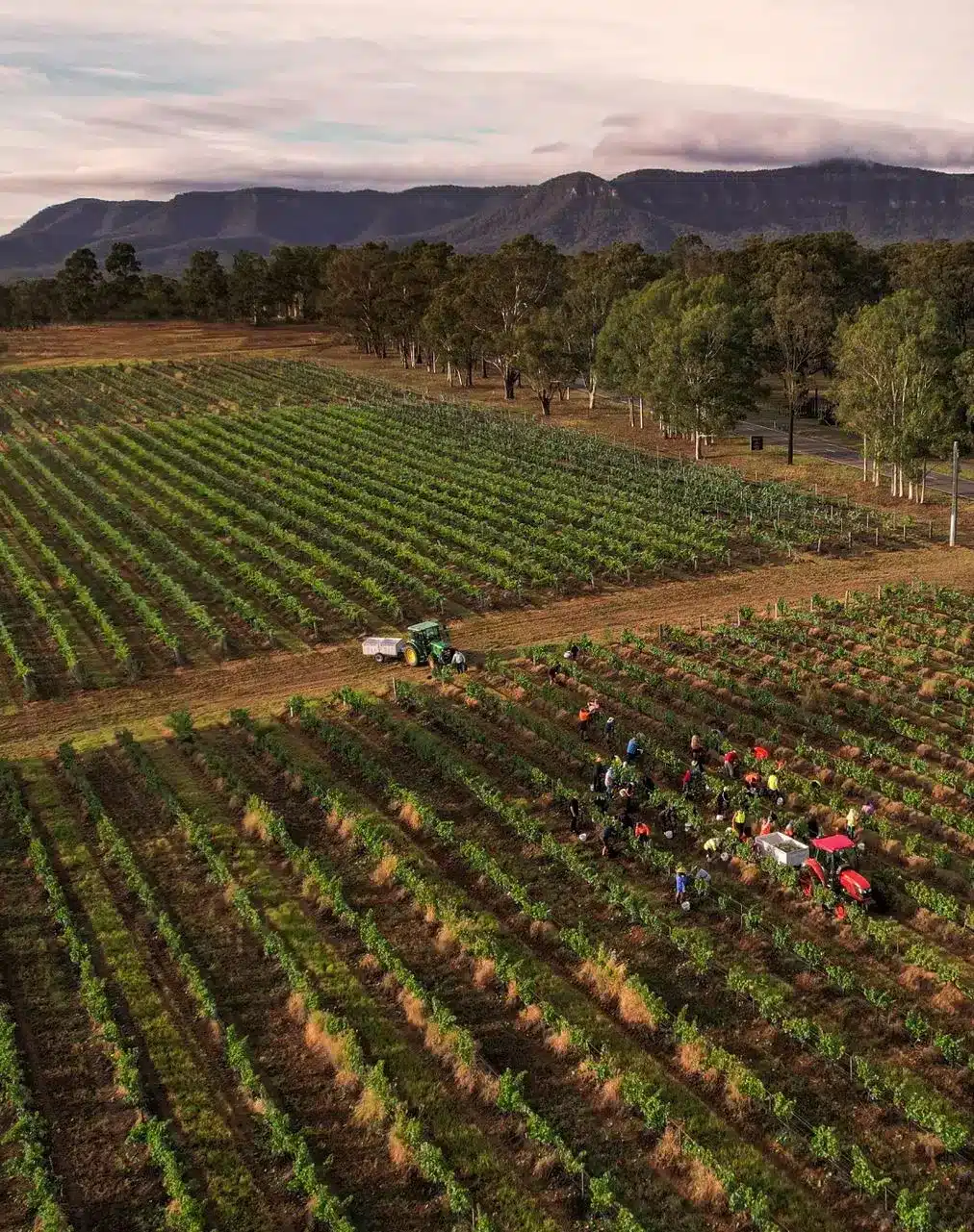 How a Classic Red Shapes the Hunter Valley