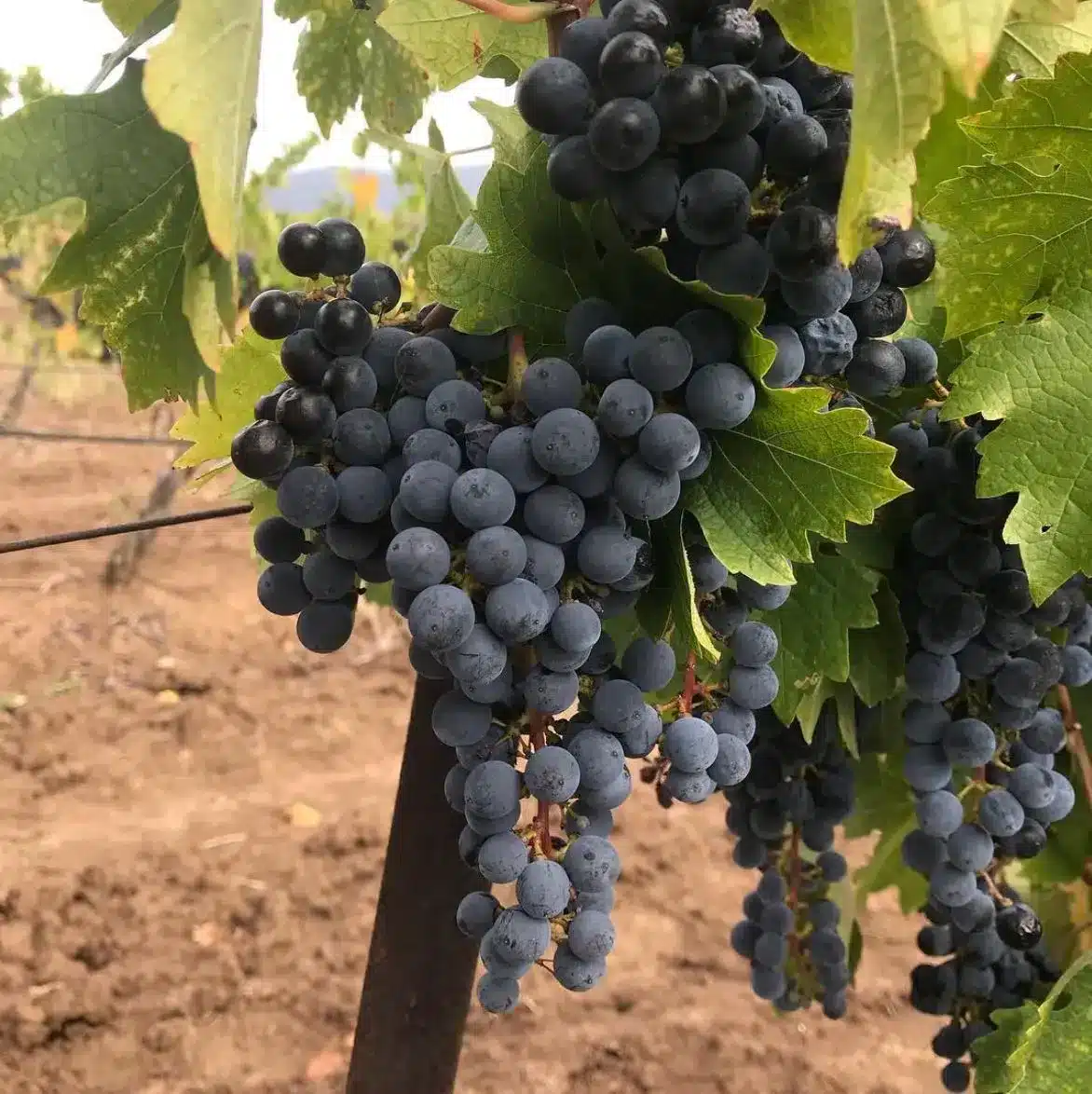 Hunter Valley Cabernet Without the Brochure Fluff