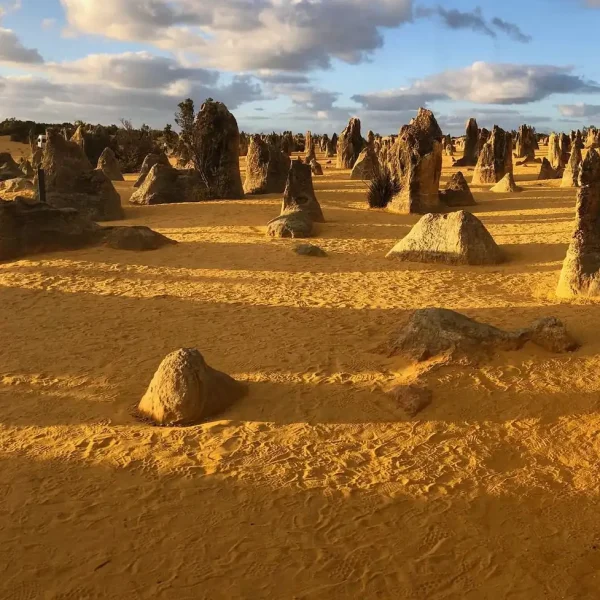 Identifying Birdlife and Nocturnal Animals in Nambung