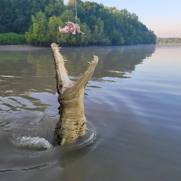 Jumping Crocodile Cruise vs Traditional Boat Safari Which Is Better