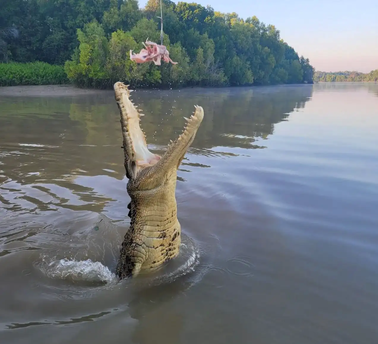 Jumping Crocodile Cruise vs Traditional Boat Safari Which Is Better