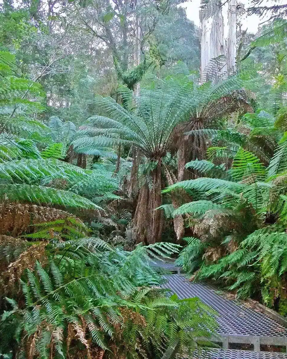 Maits Rest And The Otways Bushland Walks