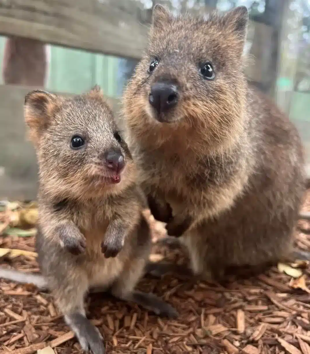 Meet The Local Wildlife Favourites