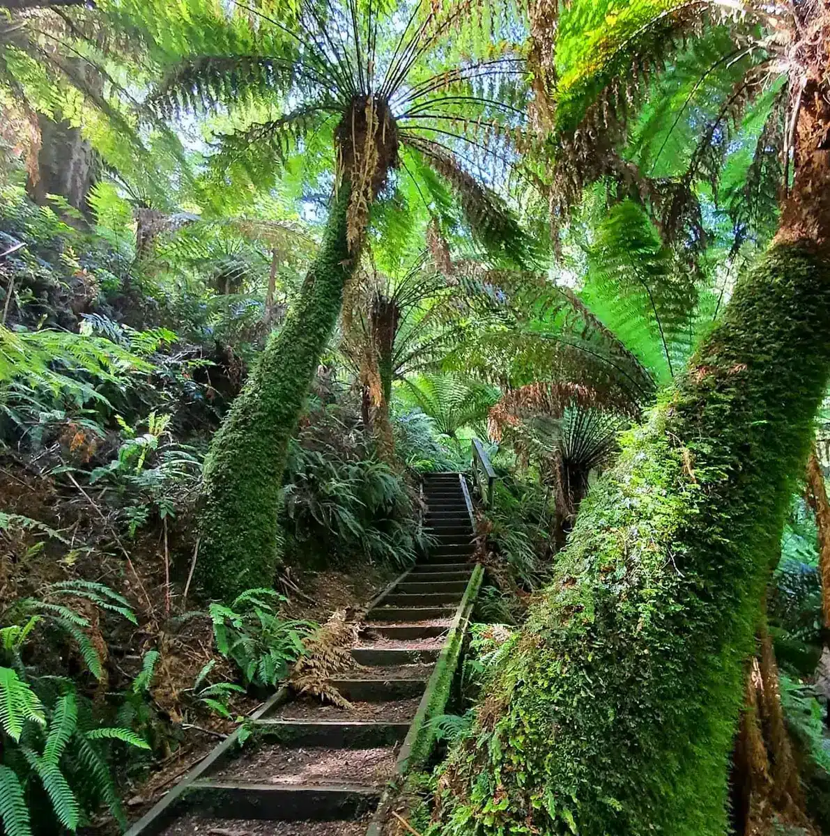 Melba Gully And Glow-Worm Colonies