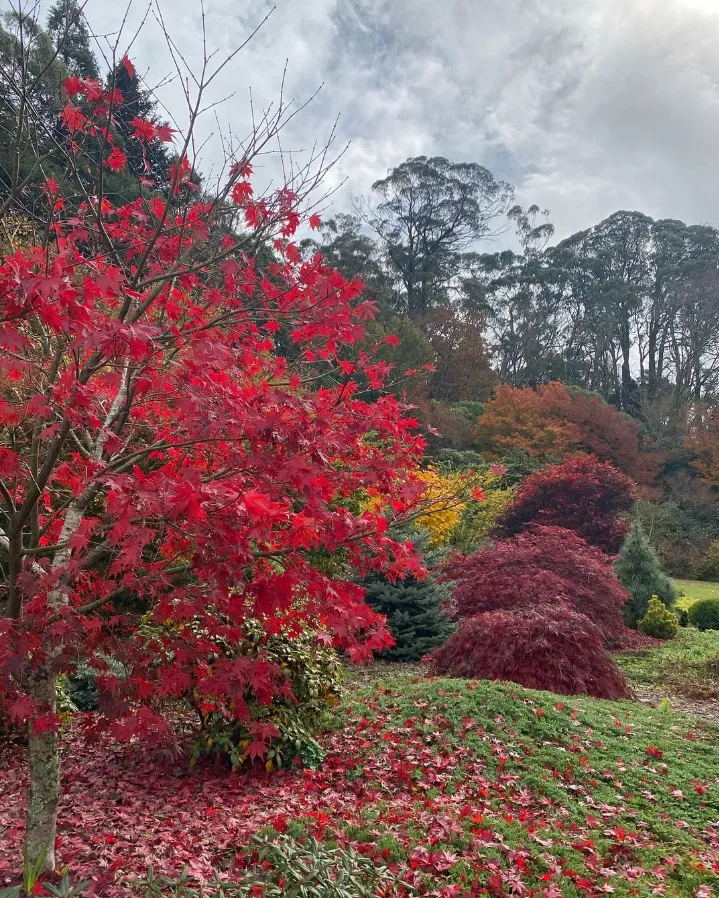 Mount Wilson Spring Garden Festival