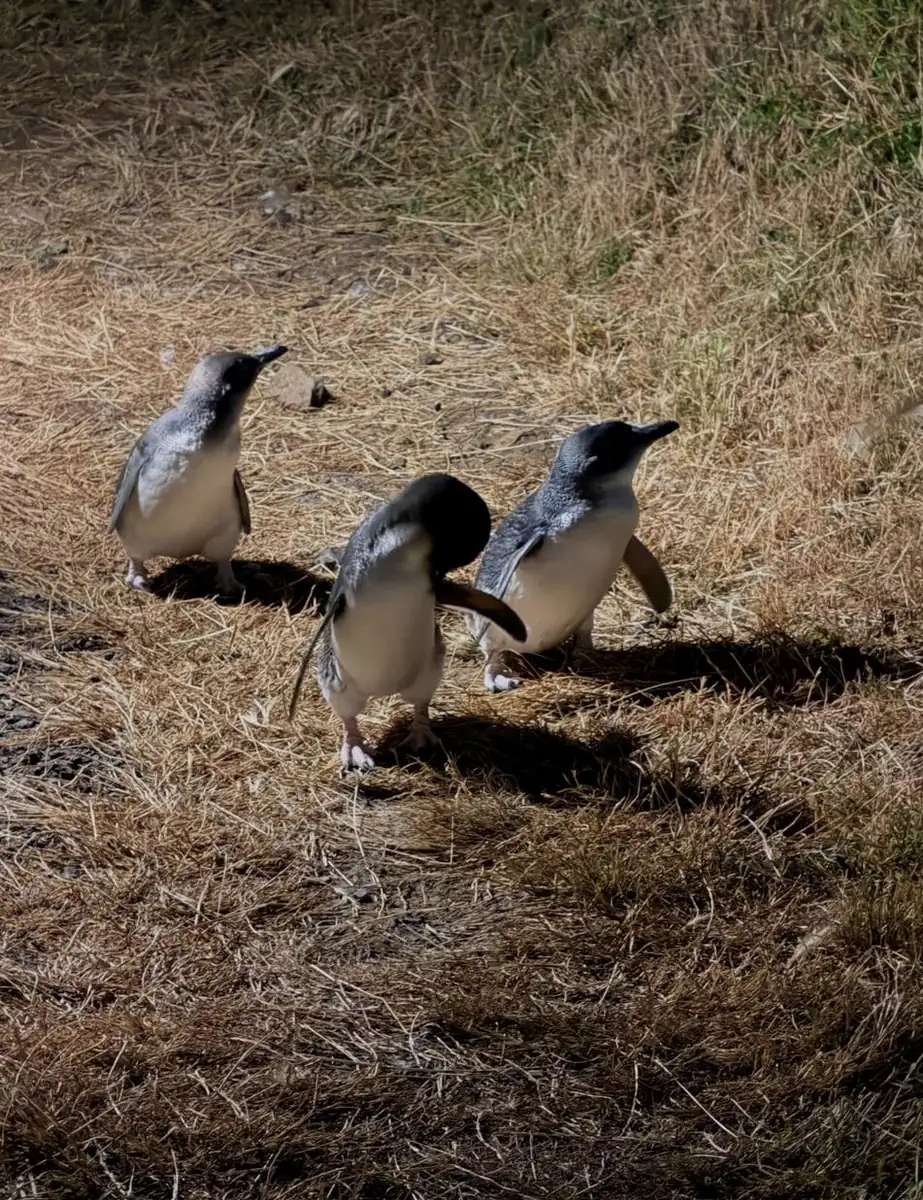 Penguin Show