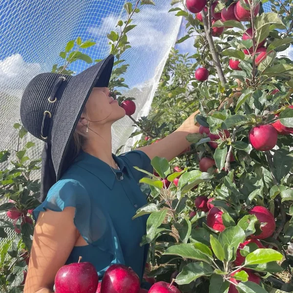 Pick Apples In Bilpin