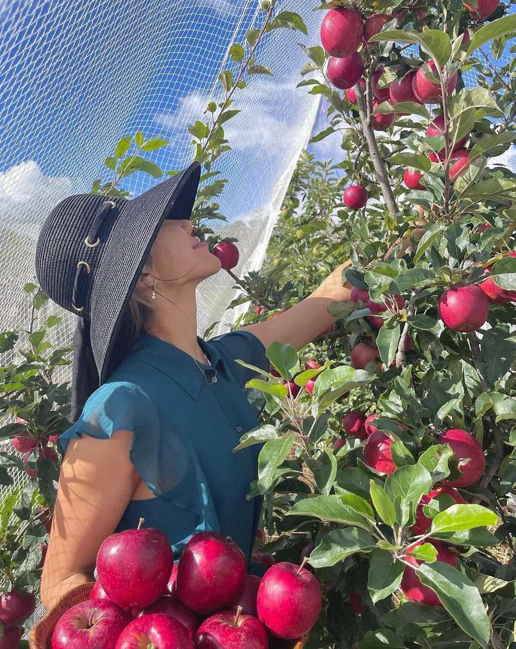 Pick Apples In Bilpin