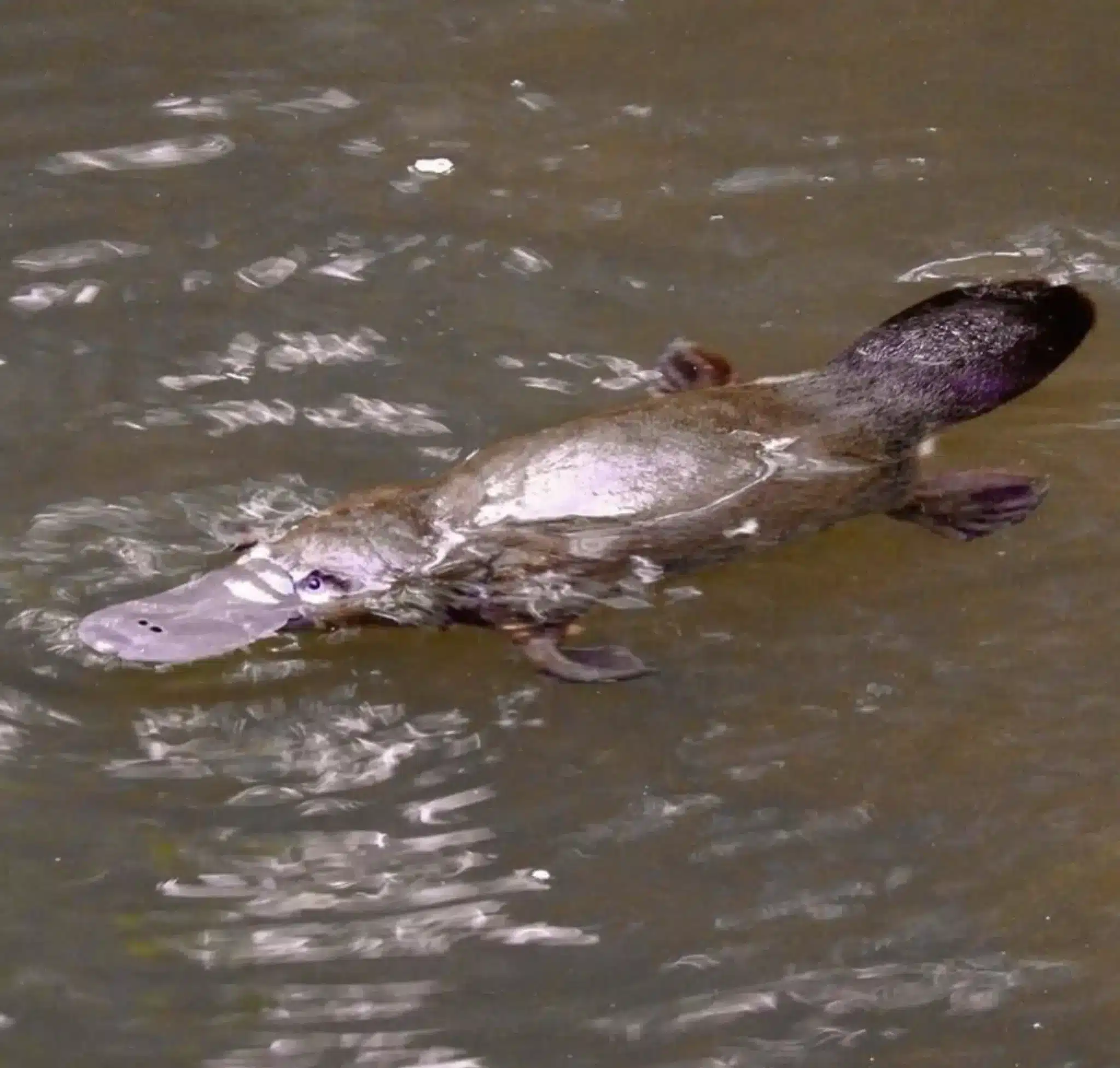 Platypus