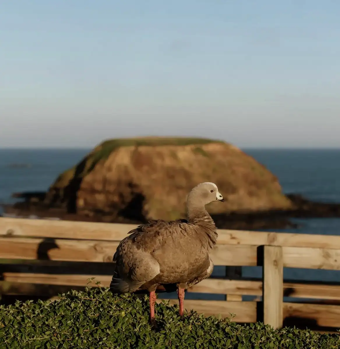 Quiet Corners of Phillip Island Locals Actually Use