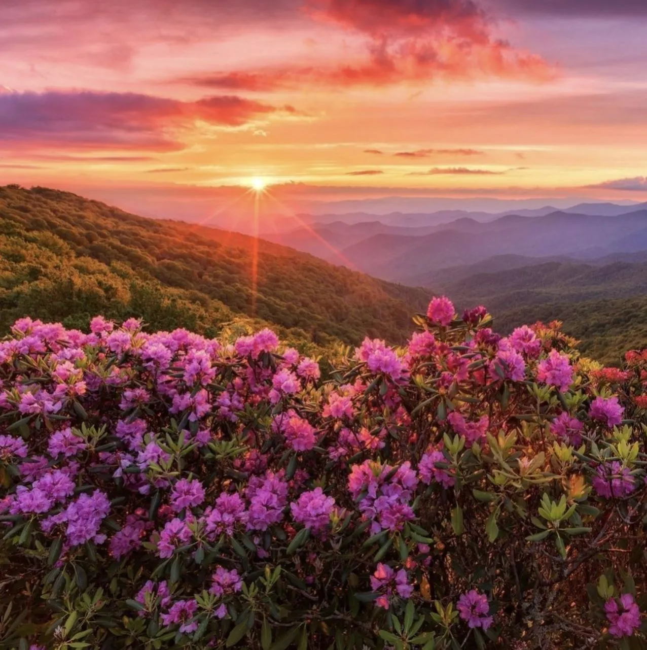 Rhododendron Festival