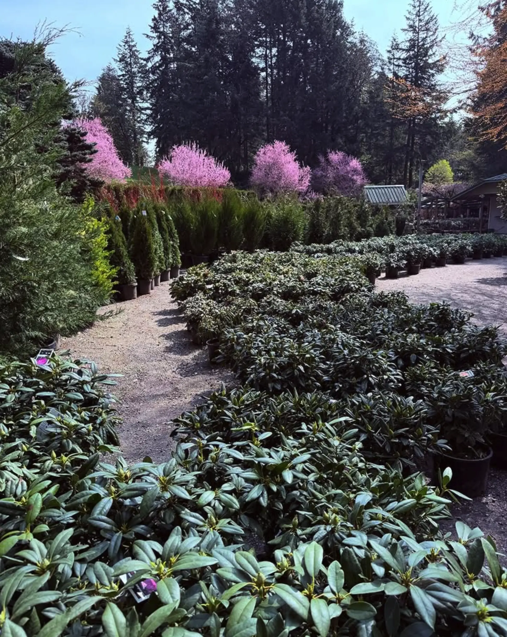 Rhododendron Garden