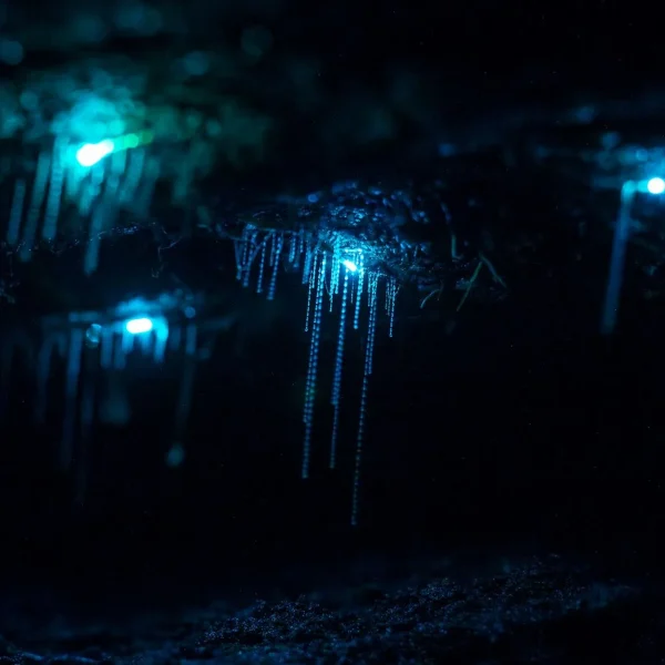 See glow worms in Blue Mountains