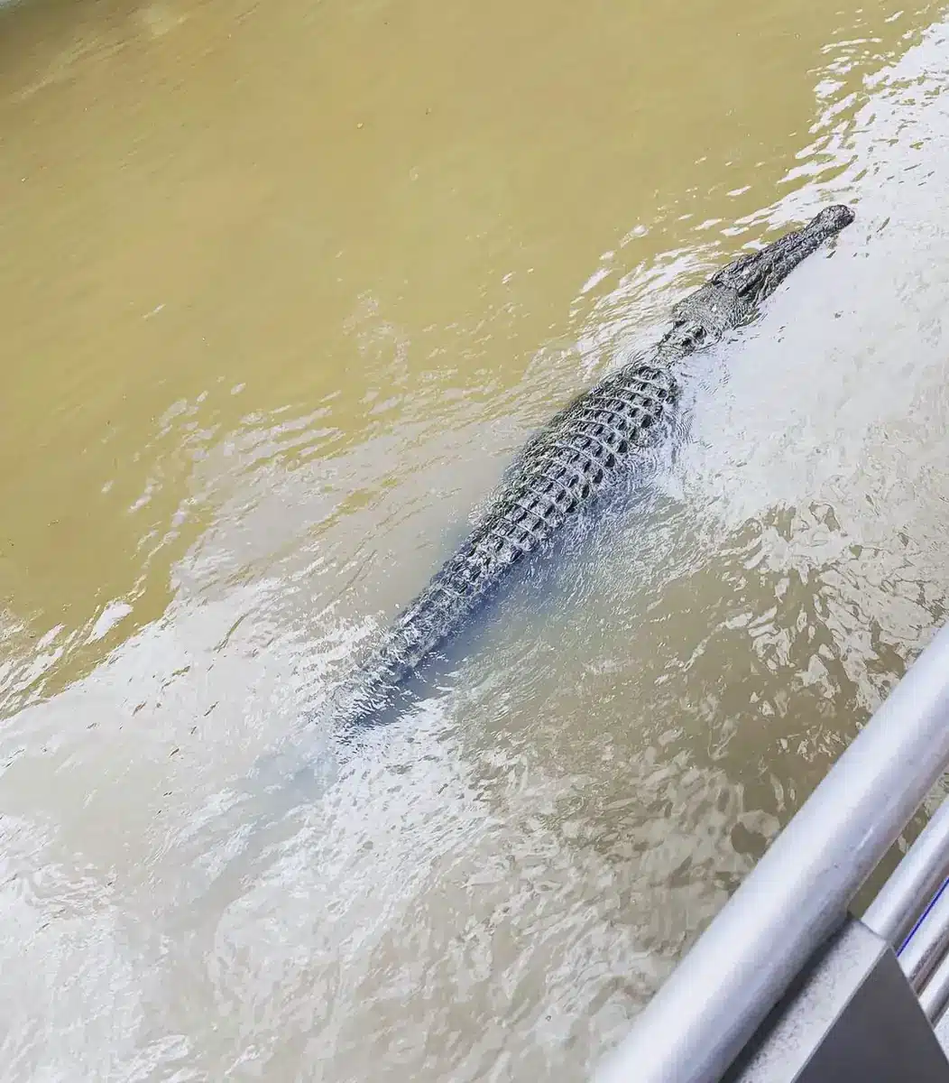 The High-Octane Option, Getting Up Close And Personal With A Crocodile