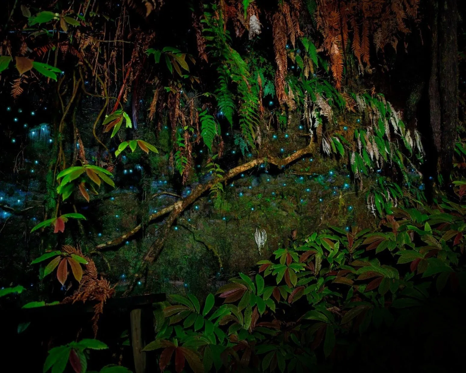 The Iconic Tunnel Deep in Wollemi National Par