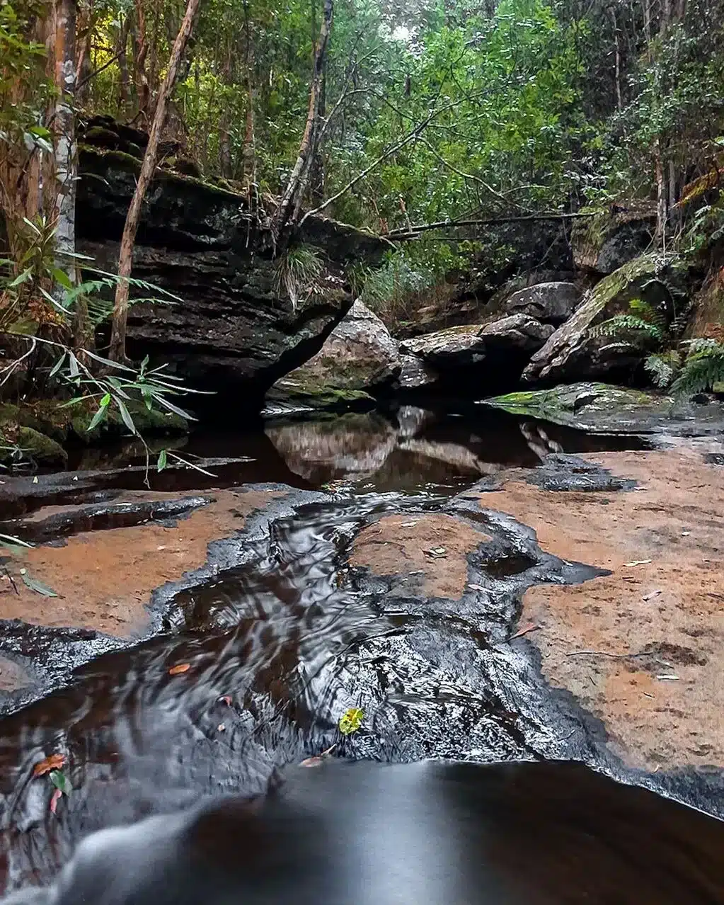 The Sassafras Gully