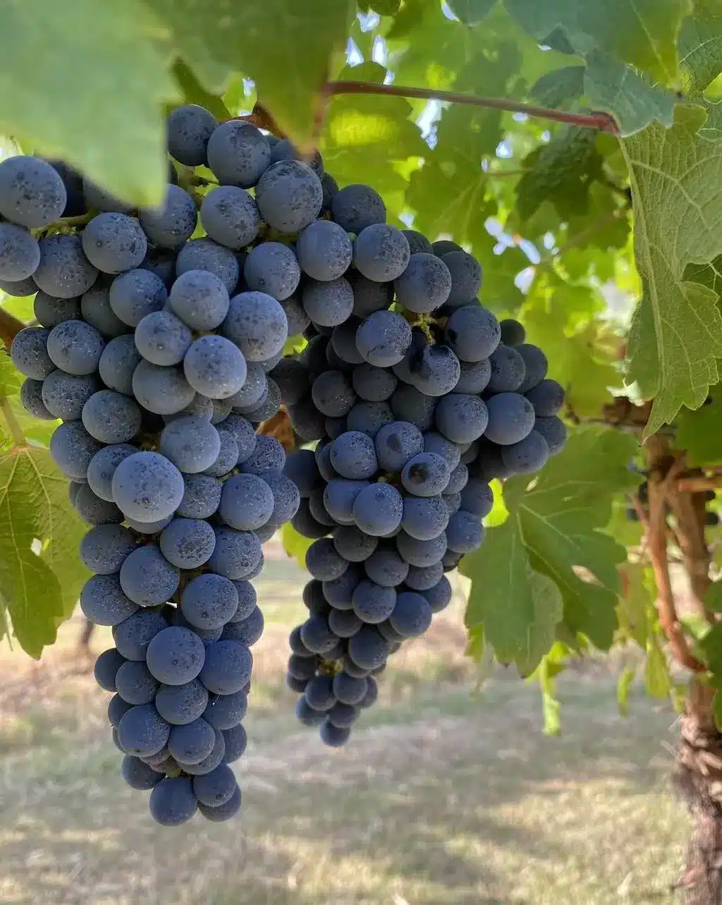 Vineyard Conditions That Make Hunter Cabernet What It Is
