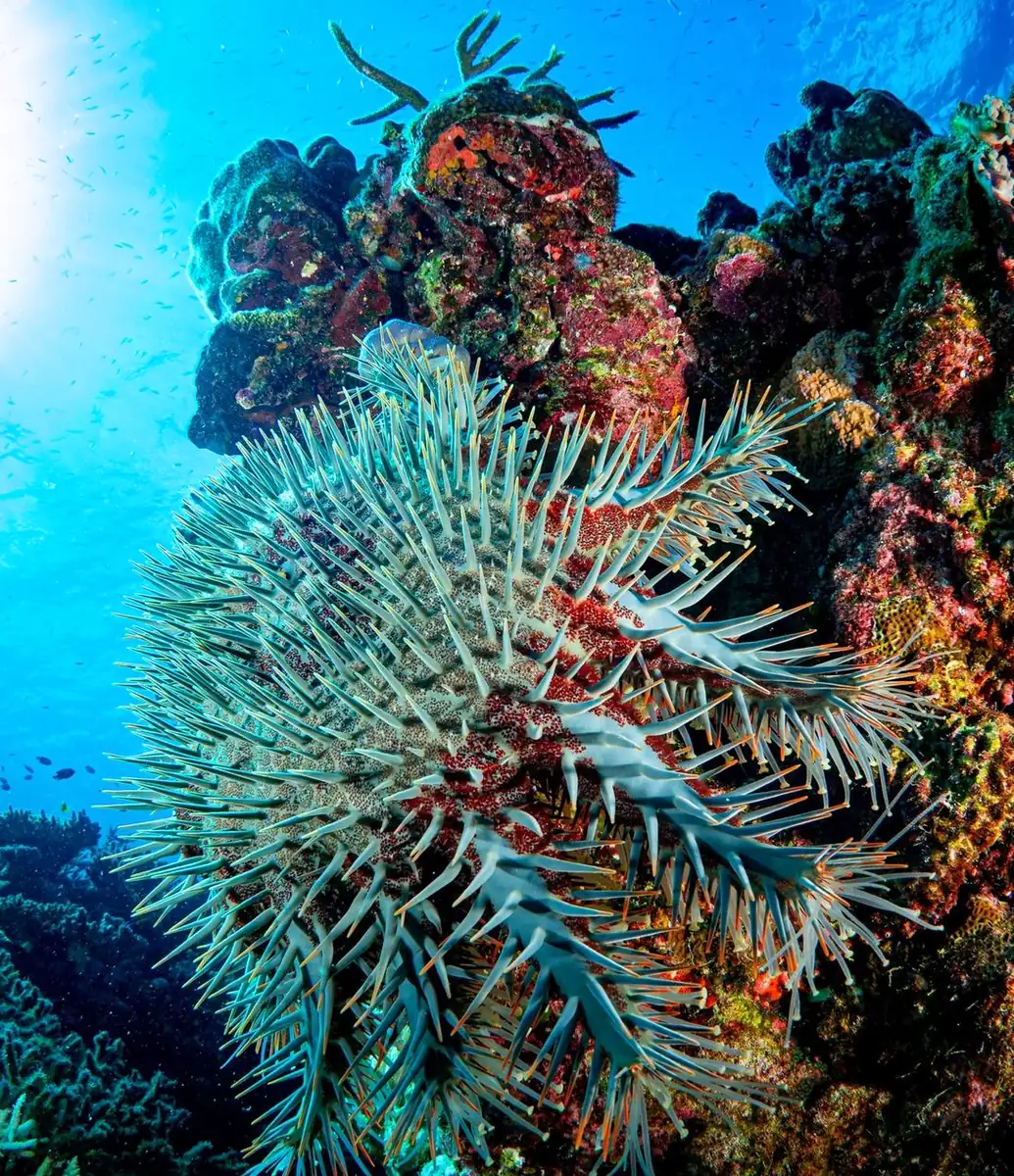 Water Is Where The Reef Comes Alive