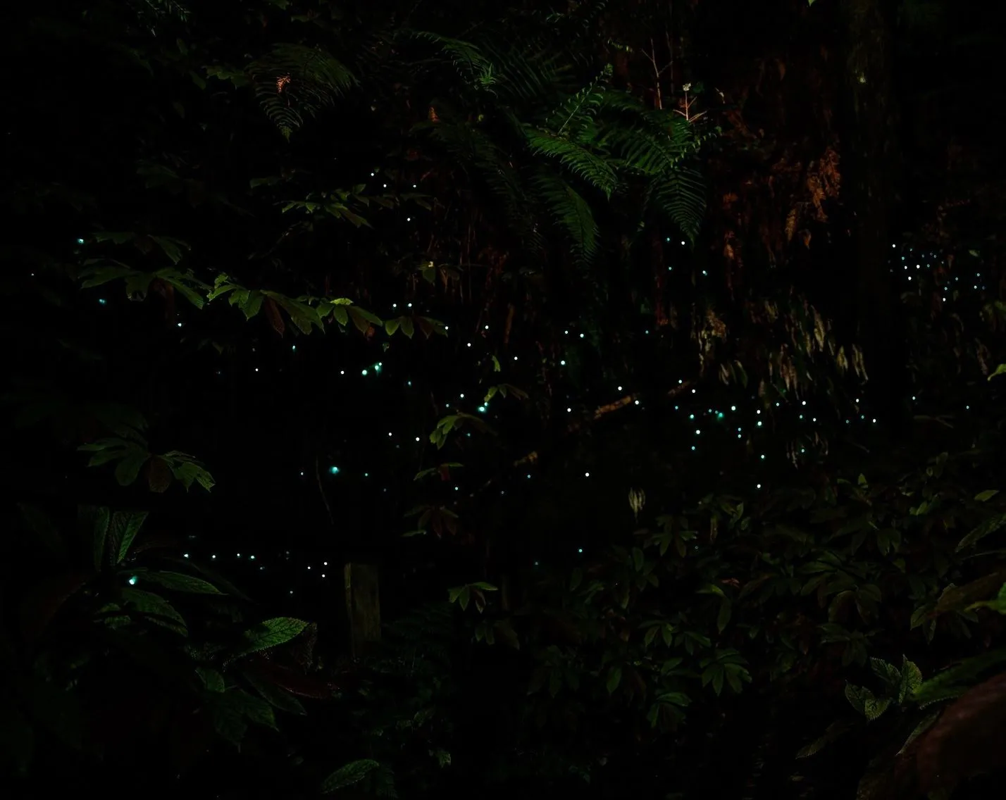 Wentworth Falls Night Trails