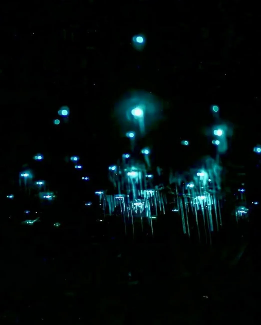 Where the Bush Lights Up