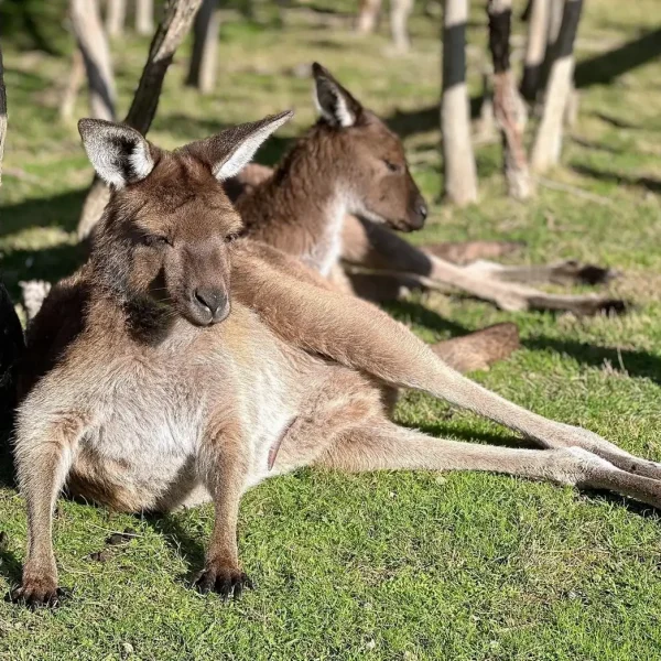Which Tours Offer The Most Educational Insights Into Kangaroo And Wallaby Conservation On Melbourne’s Coast