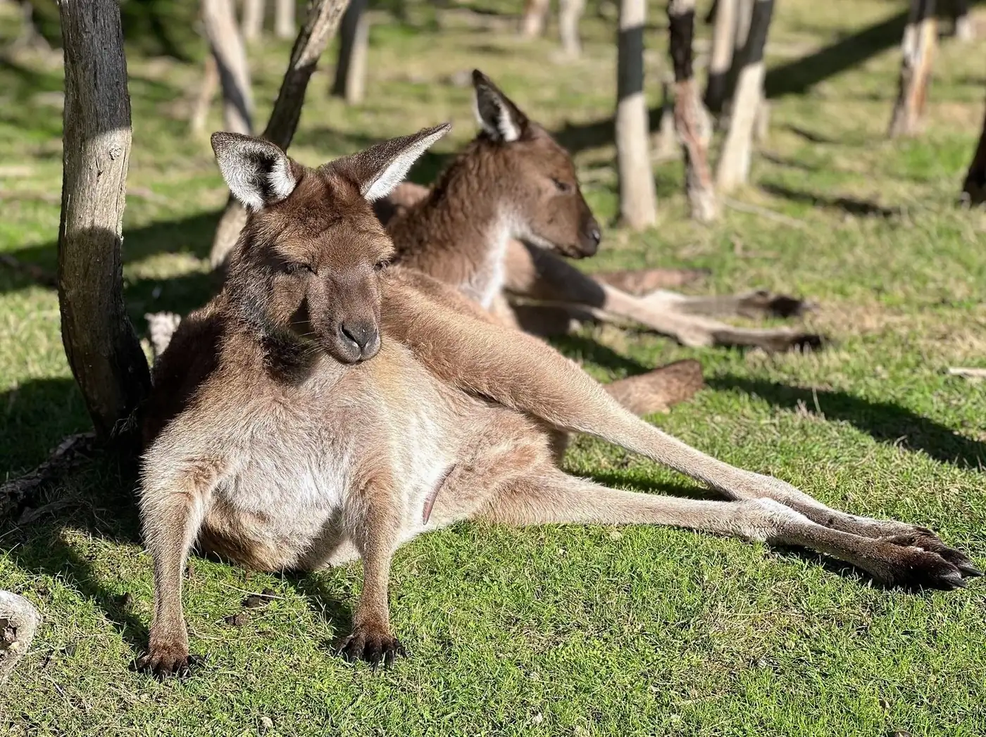 Which Tours Offer The Most Educational Insights Into Kangaroo And Wallaby Conservation On Melbourne’s Coast
