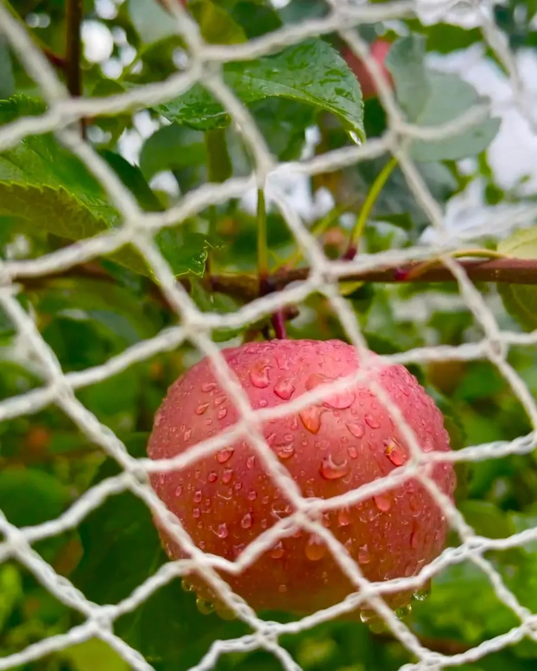 Why Apple Orchards Thrive Here