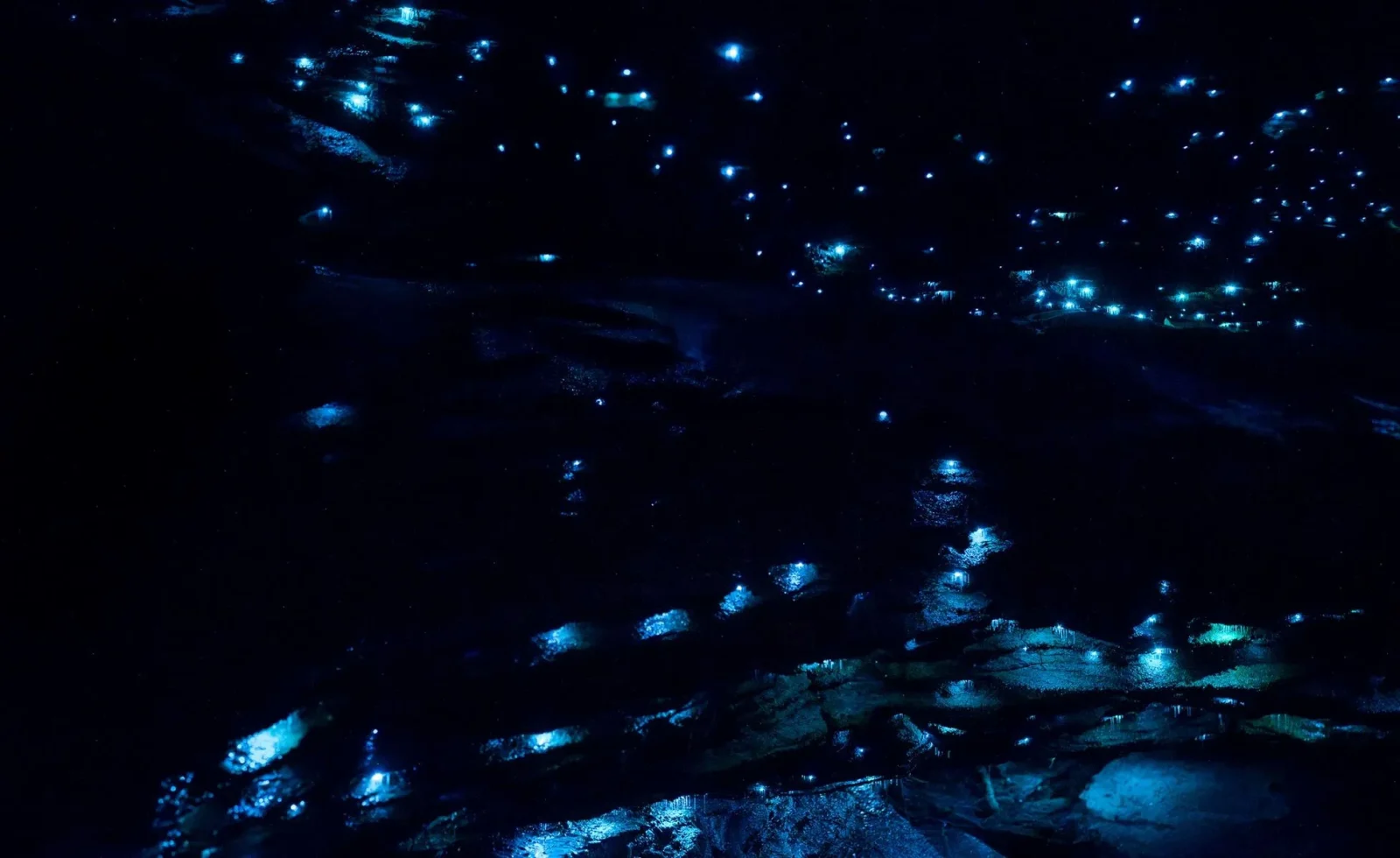 Why These Tiny Creatures Spark The Night Alive