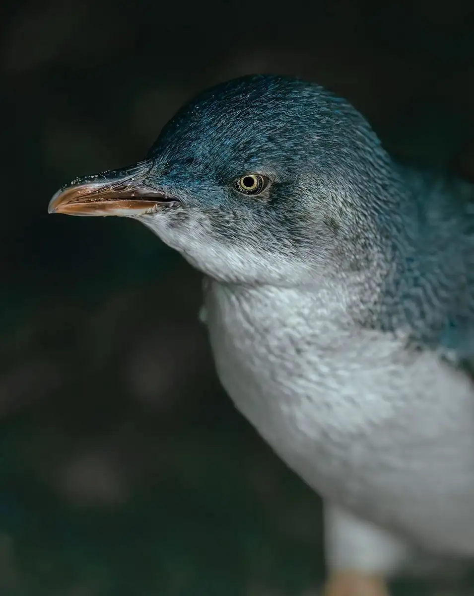 Wildlife Without the Madding Crowd