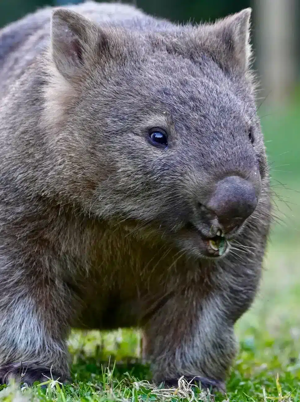 Wombats