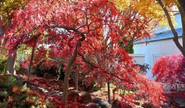Gardens in the Blue Mountains