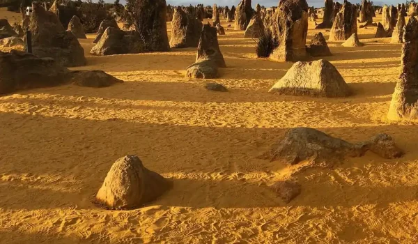 Identifying Birdlife and Nocturnal Animals in Nambung