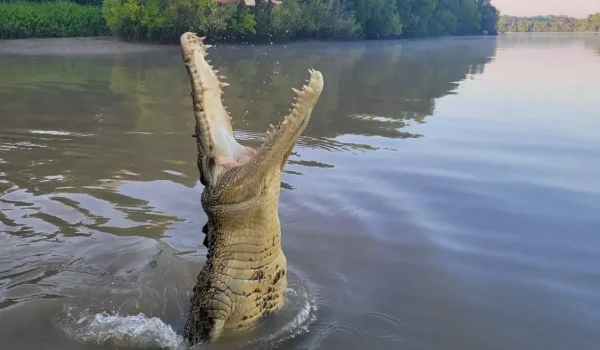 Jumping Crocodile Cruise vs Traditional Boat Safari Which Is Better