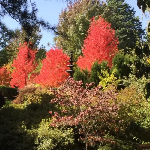 Leura Gardens