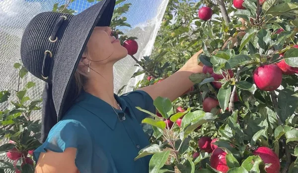 Pick Apples In Bilpin
