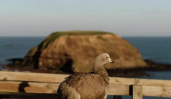 Quiet Corners of Phillip Island Locals Actually Use