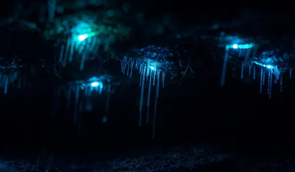See glow worms in Blue Mountains