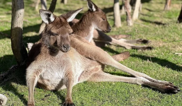 Which Tours Offer The Most Educational Insights Into Kangaroo And Wallaby Conservation On Melbourne’s Coast