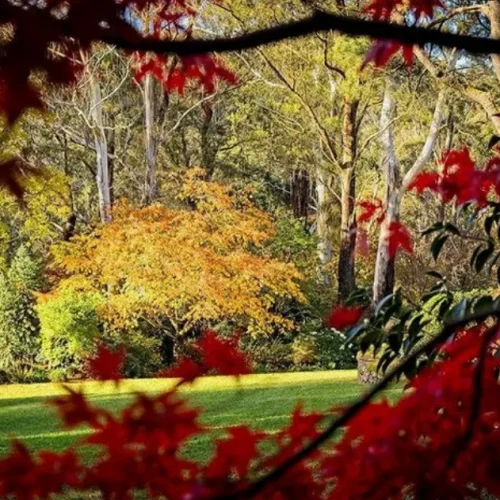 Windyridge Garden
