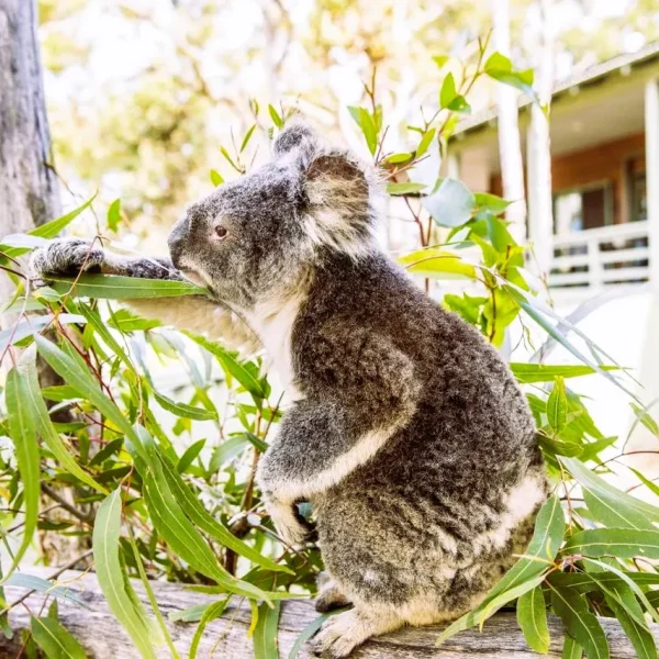 australia east coast group tour