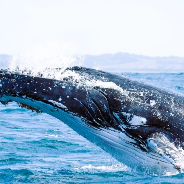 australia east coast tours